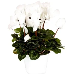 Cyclamen à grandes fleurs - Le pot de diamètre 14 cm.