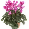 Cyclamen à grandes fleurs coloris varié. Le pot de 1 litre