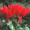 Cyclamen à grandes fleurs. La coupe de 28/30 cm