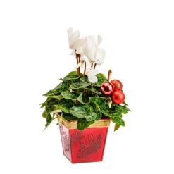 Cyclamen en pot carré zinc rouge