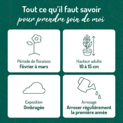 Cyclamen Hederifolim blanc - Le pot de 9 x 9 cm