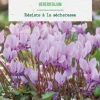 Cyclamen hederifolium en mélange botanic® - 2 bulbes