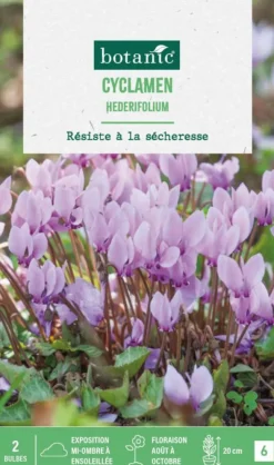 Cyclamen hederifolium en mélange botanic® - 2 bulbes