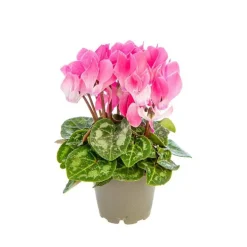 Cyclamen plante baby Ø 5,5/6 cm