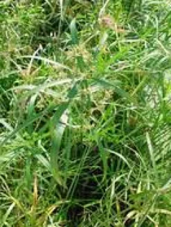 Cyperus alternifolius 14 L en pot Ø 30 cm