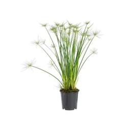 Cyperus Haspan pot Ø14xH55 cm