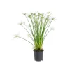 Cyperus Haspan pot Ø12xH50/60 cm