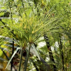 Cyperus papyrus