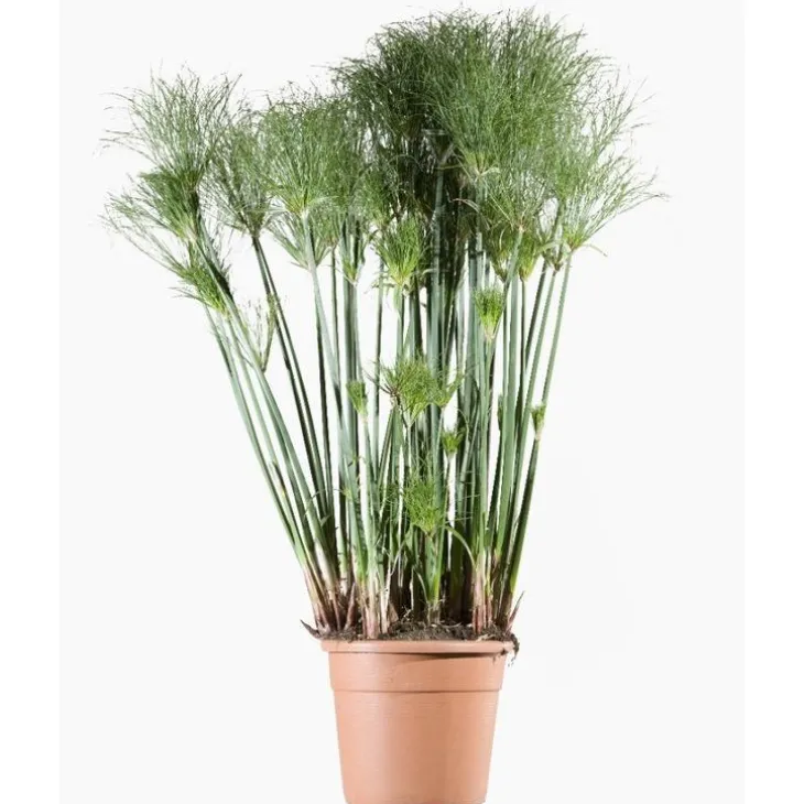 Cyperus Papyrus Cleopatra® (jonc du Nil) en pot de 4 L vert
