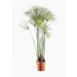 Cyperus Papyrus en pot de 3 L vert