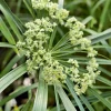 Cyperus pot de 3 litres