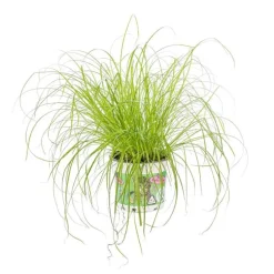 Cyperus Zumula ou Herbe à chat pot Ø12 cm
