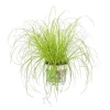 Cyperus Zumula ou Herbe à chat pot Ø12 cm/ H30 cm