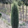 Cyprès Cupressus Sempervirens Pyramidalis 100/125 cm en pot de 10 L