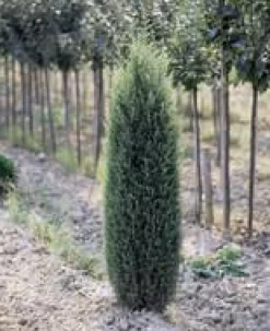 Cyprès Cupressus Sempervirens Pyramidalis 100/125 cm en pot de 10 L