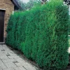 Cyprès de Leyland - Fastigié pot 5 L