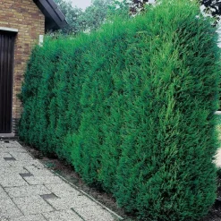 Cyprès de Leyland - Fastigié pot 5 L
