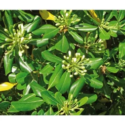 Cyprès de Leyland - Fastigié pot 5 L