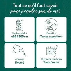 Cyprès de Leyland - Fastigié pot 5 L