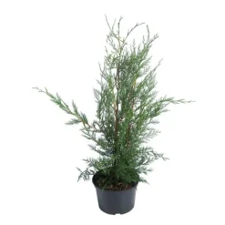 Cyprès de Leyland (CUPRESSOCYPARIS LEYLANDI FASTIGIÉ), en pot de 3 litres