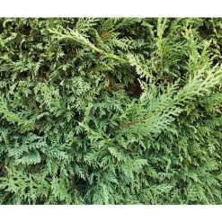 Cyprès de Leyland Fastigié - pot 10 L