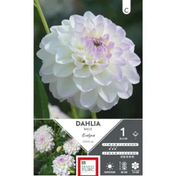 Dahlia balle Evelyne blanc pointe mauve Ernest Turc Evelyne - 1 bulbe