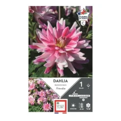 Dahlia bn friandise rose strié blanc Ernest Turc - 1 bulbe