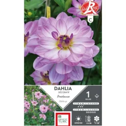 Dahlia buisson Prestance mauve Ernest Turc - 1 bulbe