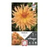 Dahlia cactus Aurore saumon clair Ernest Turc - 1 bulbe