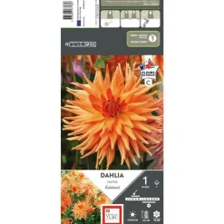 Dahlia cactus Éclatant orange Ernest Turc - 1 bulbe