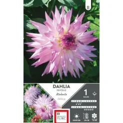 Dahlia cactus dentelle Atalante blanc à pointes mauve Ernest Turc - 1 bulbe