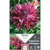 Dahlia cactus dentelle Colorama violine blanc Ernest Turc - 1 bulbe