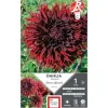 Dahlia cactus dentelle Kenora Mackob bordeaux Ernest Turc - 1 bulbe