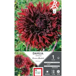 Dahlia cactus dentelle Kenora Mackob bordeaux Ernest Turc - 1 bulbe