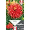Dahlia cactus dentelle Show h' Tell rouge / jaune Ernest Turc - 1 bulbe
