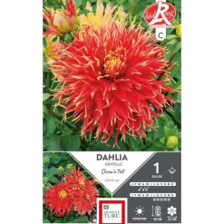 Dahlia cactus dentelle Show h' Tell rouge / jaune Ernest Turc - 1 bulbe