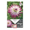 Dahlia cactus Hayley blanc pointe rose Ernest Turc - 1 bulbe