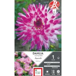 Dahlia cactus nain Aquarelle mauve/blanc Ernest Turc - 1 bulbe