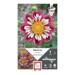 Dahlia collerette Bumble Rumble fuchsia Ernest Turc - 1 bulbe