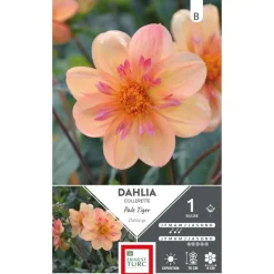 Dahlia collerette haut Pale Tiger orange pale Ernest Turc - 1 bulbe