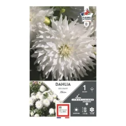 Dahlia décoratif Albion blanc Ernest Turc - 1 bulbe
