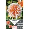 Dahlia décoratif Apelsini Sniega orange pointes blanc Ernest Turc - 1 bulbe