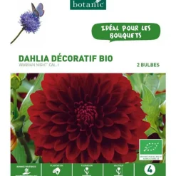 Dahlia décoratif Arabian Night bio rouge botanic® - 2 bulbes