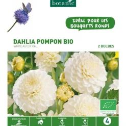 Dahlia décoratif Ball White Aster bio blanc rose botanic® - 2 bulbes