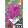 Dahlia décoratif Bangkok violet Ernest Turc - 1 bulbe