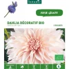 Dahlia décoratif Café au Lait bio crème botanic® - 2 bulbes