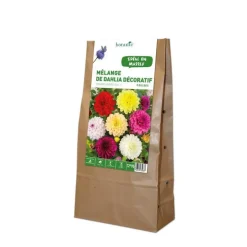 Dahlia Décoratif en mélange botanic® - 5 bulbes