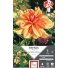 Dahlia décoratif Les sables d'Olonne orange strié rouge Ernest Turc - 1 bulbe