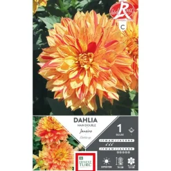 Dahlia décoratif nain Janeiro jaune strié rouge Ernest Turc - 1 bulbe