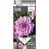 Dahlia nain double Charming Lady® rose feuillage sombre Ernest Turc - 1 bulbe